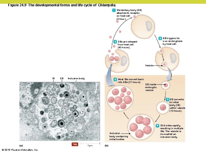 Figure 24. 9 The developmental forms and life cycle of Chlamydia. 1 Elementary body