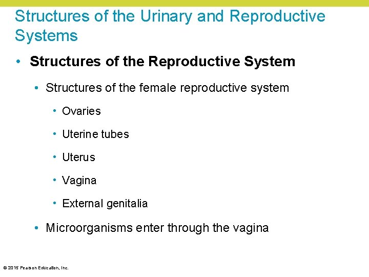 Structures of the Urinary and Reproductive Systems • Structures of the Reproductive System •