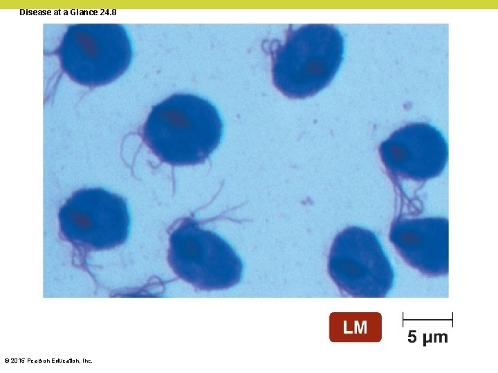 Disease at a Glance 24. 8 © 2015 Pearson Education, Inc. 
