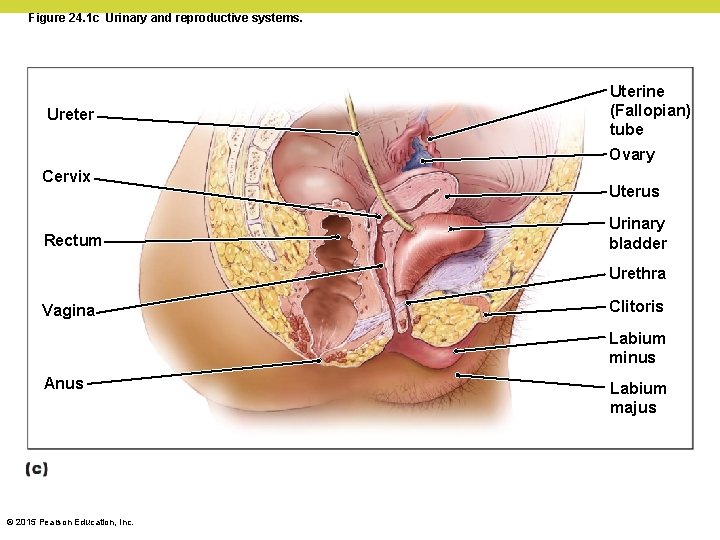 Figure 24. 1 c Urinary and reproductive systems. Ureter Uterine (Fallopian) tube Ovary Cervix