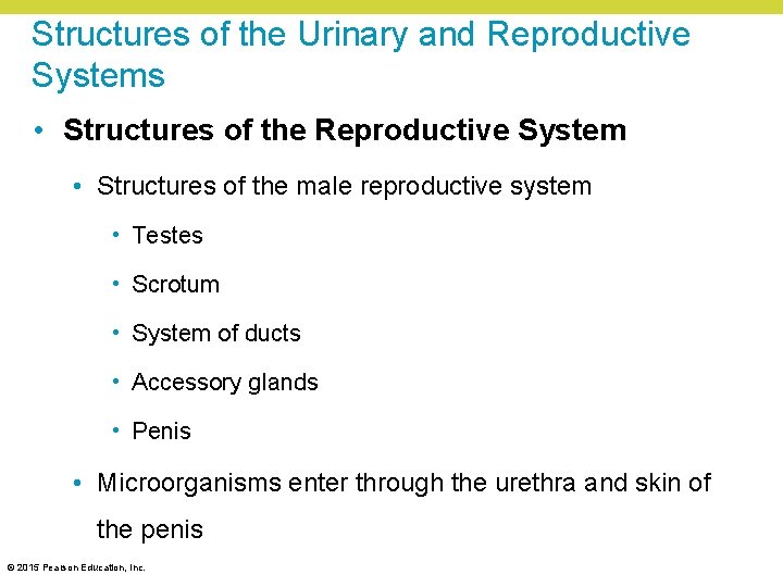 Structures of the Urinary and Reproductive Systems • Structures of the Reproductive System •