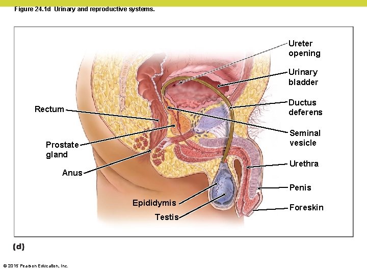 Figure 24. 1 d Urinary and reproductive systems. Ureter opening Urinary bladder Ductus deferens