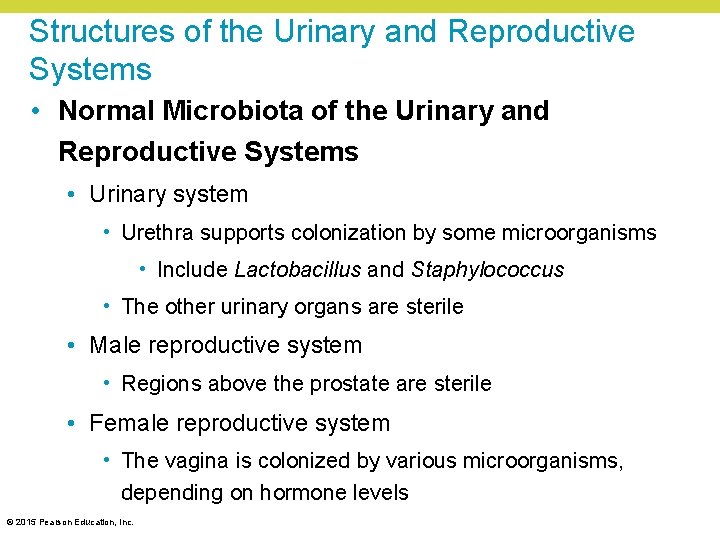Structures of the Urinary and Reproductive Systems • Normal Microbiota of the Urinary and