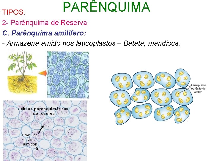 PARÊNQUIMA TIPOS: 2 - Parênquima de Reserva C. Parênquima amilífero: - Armazena amido nos