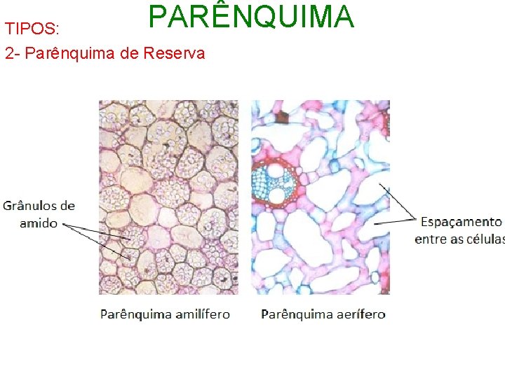 PARÊNQUIMA TIPOS: 2 - Parênquima de Reserva 