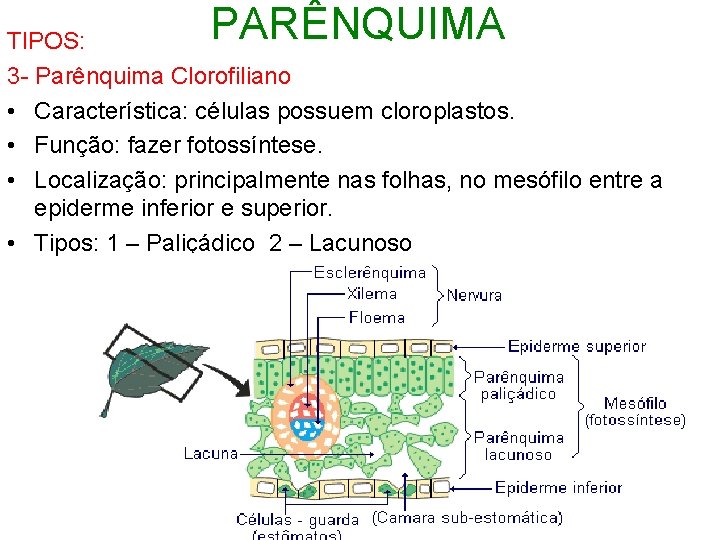 PARÊNQUIMA TIPOS: 3 - Parênquima Clorofiliano • Característica: células possuem cloroplastos. • Função: fazer