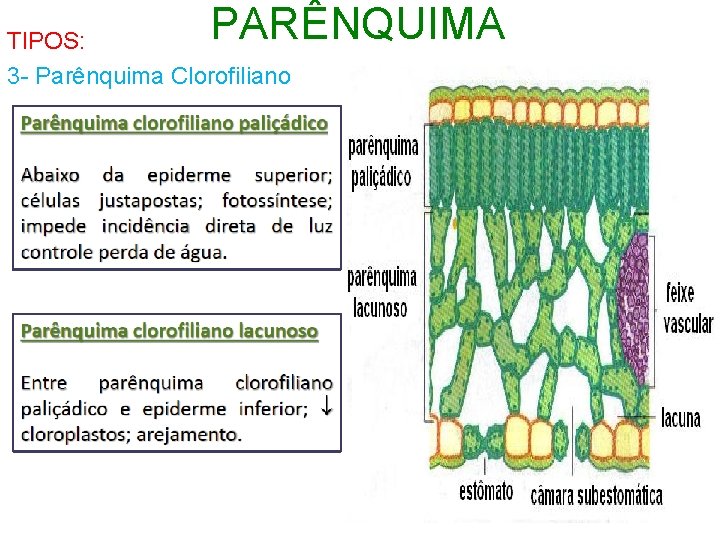 PARÊNQUIMA TIPOS: 3 - Parênquima Clorofiliano 