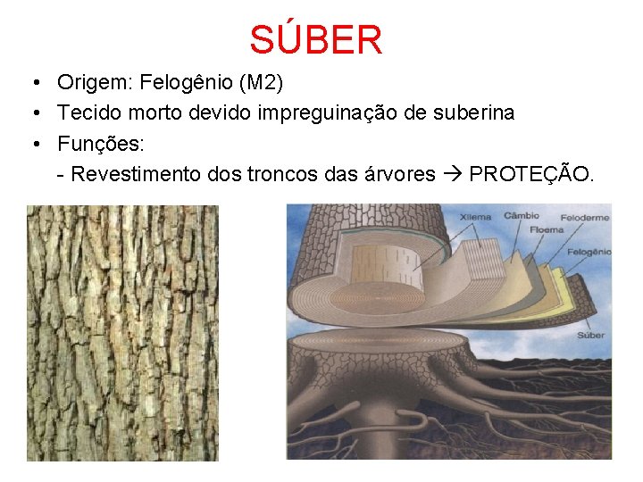 SÚBER • Origem: Felogênio (M 2) • Tecido morto devido impreguinação de suberina •