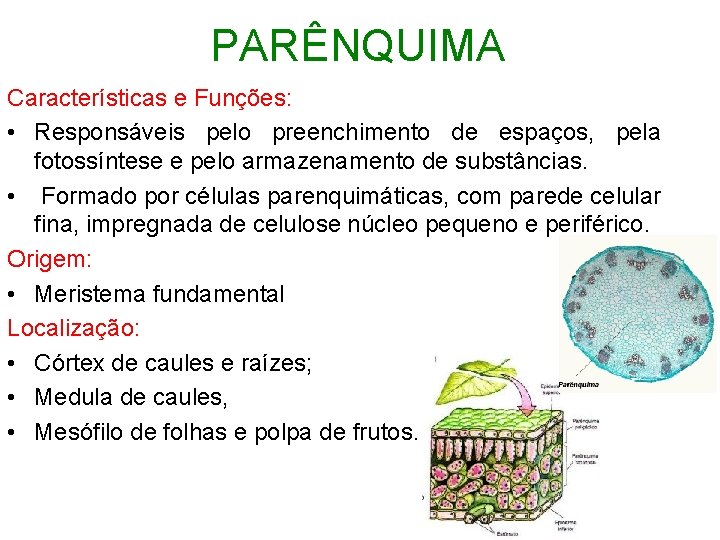 PARÊNQUIMA Características e Funções: • Responsáveis pelo preenchimento de espaços, pela fotossíntese e pelo