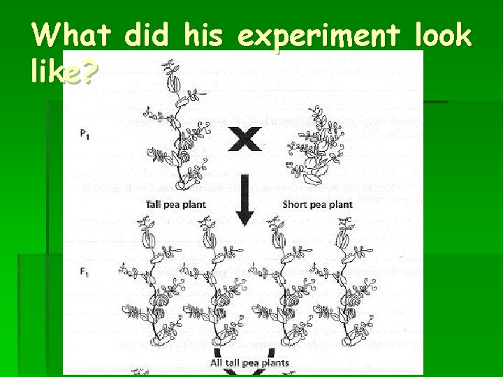 What did his experiment look like? 
