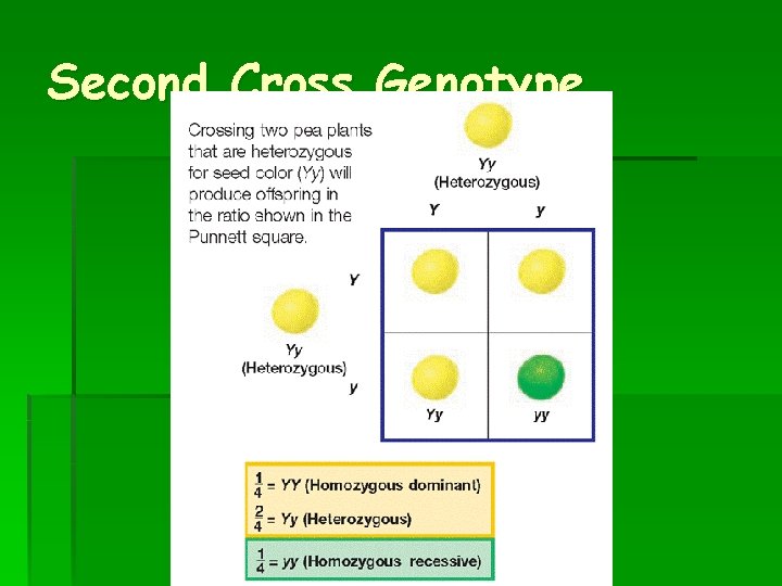 Second Cross Genotype 