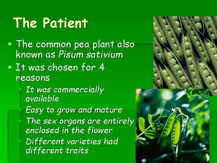 The Patient § The common pea plant also known as Pisum sativium § It