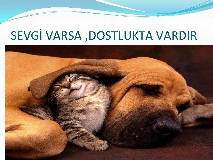 SEVGİ VARSA , DOSTLUKTA VARDIR 