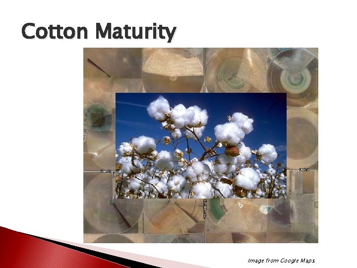 Cotton Maturity Image from Google Maps. Cotton Maturity Image from Google Maps.