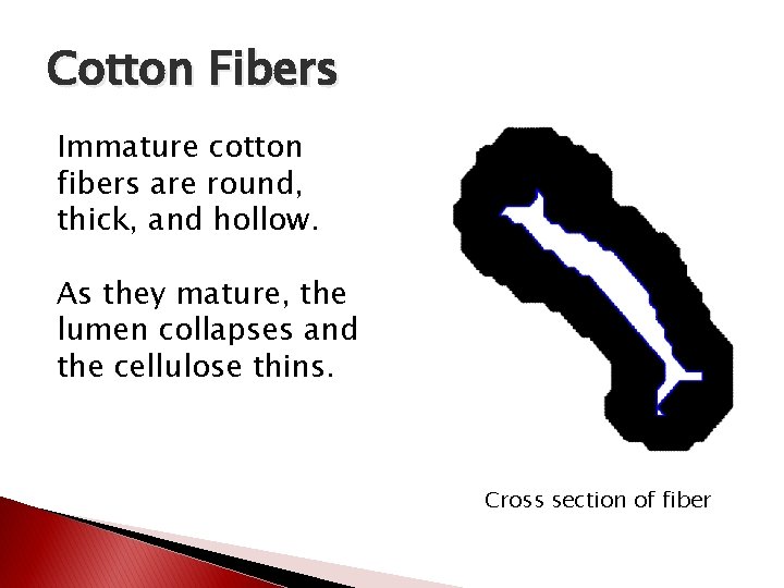 Cotton Fibers Immature cotton fibers are round, thick, and hollow. As they mature, the Cotton Fibers Immature cotton fibers are round, thick, and hollow. As they mature, the