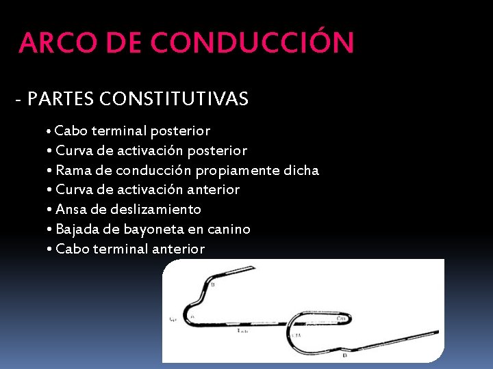 ARCO DE CONDUCCIÓN - PARTES CONSTITUTIVAS • Cabo terminal posterior • Curva de activación