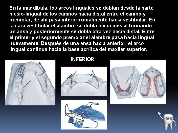 En la mandíbula, los arcos linguales se doblan desde la parte mesio-lingual de los