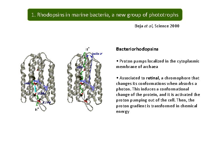 1. Rhodopsins in marine bacteria, a new group of phototrophs Beja et al, Science
