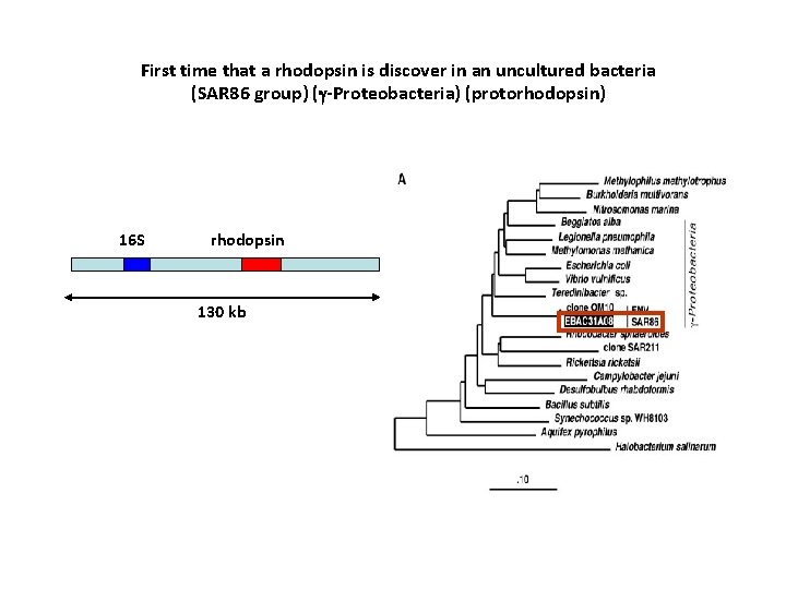 First time that a rhodopsin is discover in an uncultured bacteria (SAR 86 group)