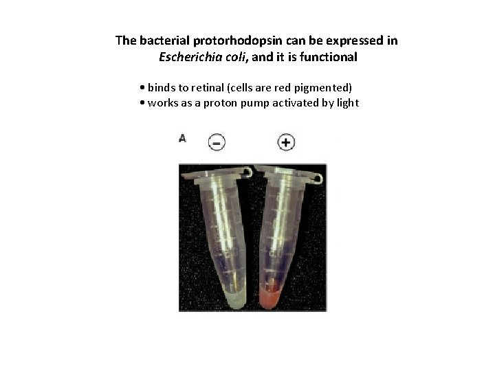 The bacterial protorhodopsin can be expressed in Escherichia coli, and it is functional •