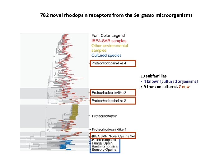 782 novel rhodopsin receptors from the Sargasso microorganisms 13 subfamilies • 4 known (cultured