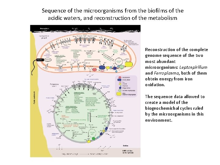 Sequence of the microorganisms from the biofilms of the acidic waters, and reconstruction of