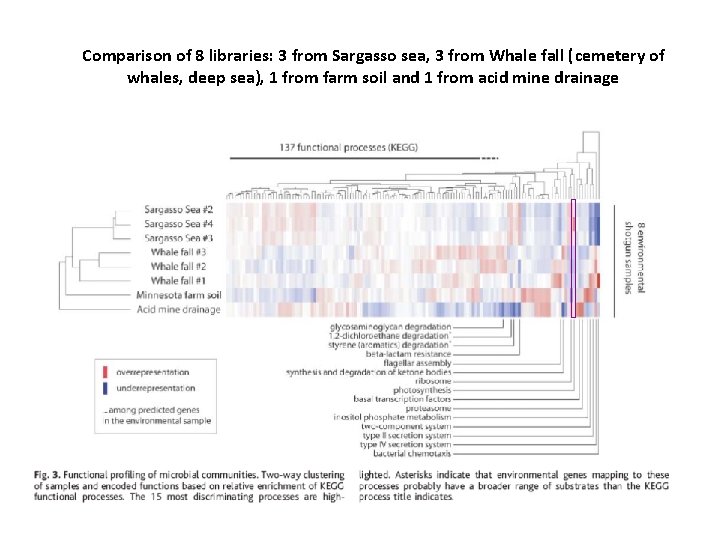 Comparison of 8 libraries: 3 from Sargasso sea, 3 from Whale fall (cemetery of