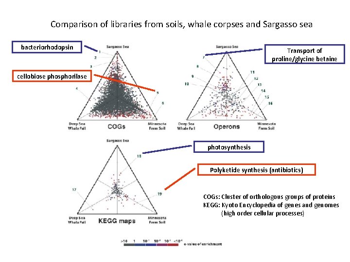 Comparison of libraries from soils, whale corpses and Sargasso sea bacteriorhodopsin Transport of proline/glycine