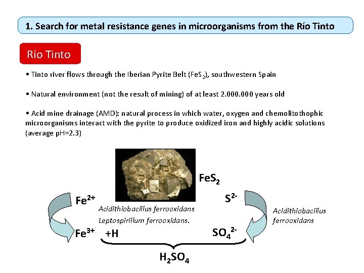 1. Search for metal resistance genes in microorganisms from the Río Tinto • Tinto