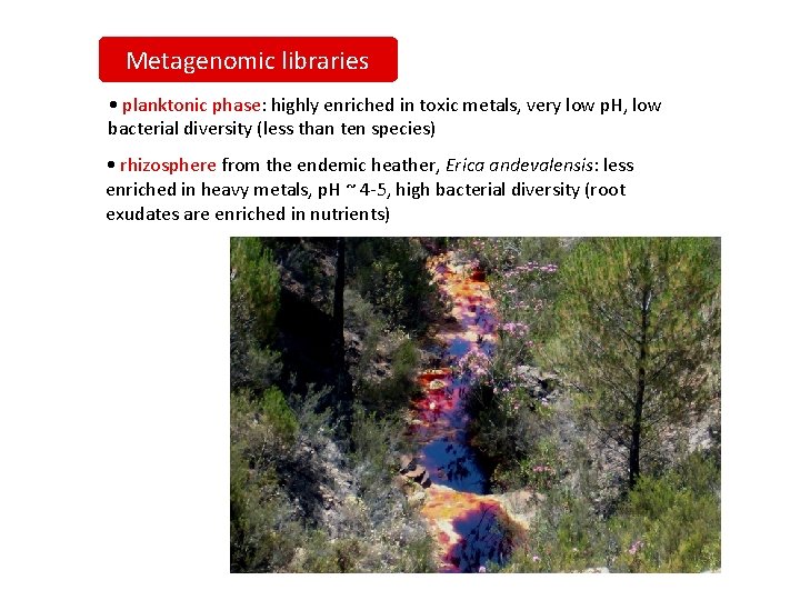 Metagenomic libraries • planktonic phase: highly enriched in toxic metals, very low p. H,