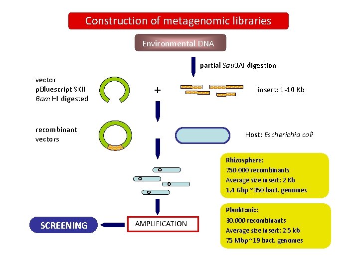 Construction of metagenomic libraries Environmental DNA partial Sau 3 AI digestion vector p. Bluescript