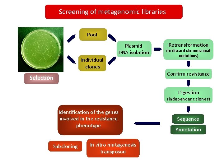 Screening of metagenomic libraries Pool Plasmid DNA isolation Individual clones Retransformation (to discard chromosomal