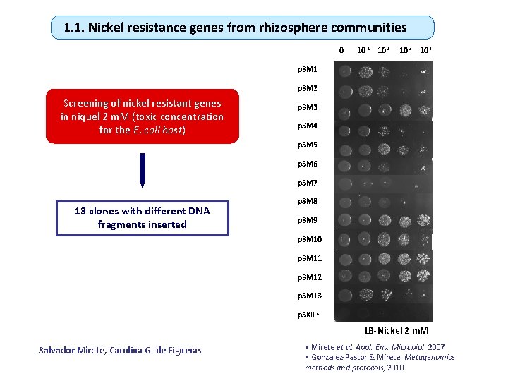 1. 1. Nickel resistance genes from rhizosphere communities 0 10 -1 10 -2 10