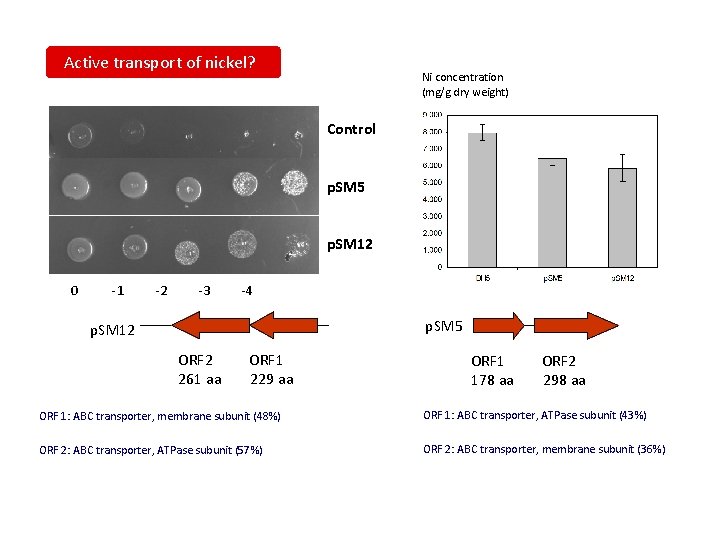 Active transport of nickel? Ni concentration (mg/g dry weight) Control p. SM 5 p.