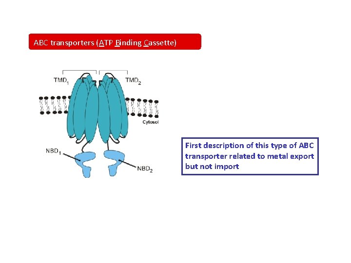 ABC transporters (ATP Binding Cassette) First description of this type of ABC transporter related