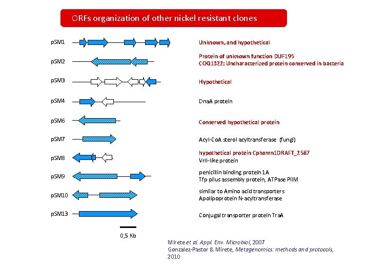 ORFs organization of other nickel resistant clones p. SM 1 Unknown, and hypothetical p.