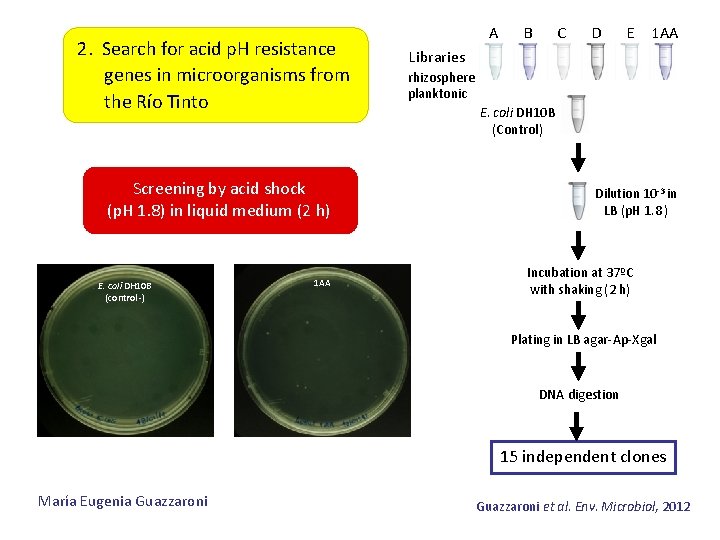 2. Search for acid p. H resistance genes in microorganisms from the Río Tinto