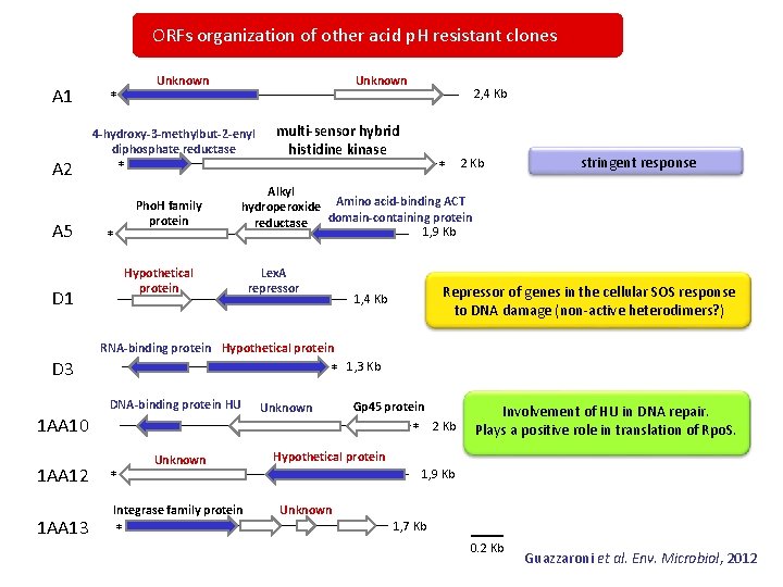 ORFs organization of other acid p. H resistant clones A 1 A 2 A