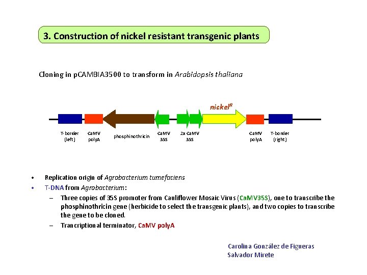3. Construction of nickel resistant transgenic plants Cloning in p. CAMBIA 3500 to transform