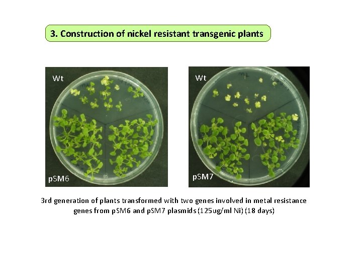 3. Construction of nickel resistant transgenic plants Wt Wt p. SM 6 p. SM