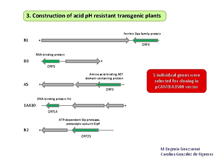 3. Construction of acid p. H resistant transgenic plants Ferritin Dps family protein B