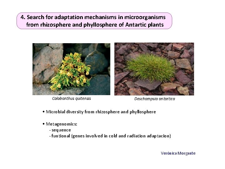 4. Search for adaptation mechanisms in microorganisms from rhizosphere and phyllosphere of Antartic plants
