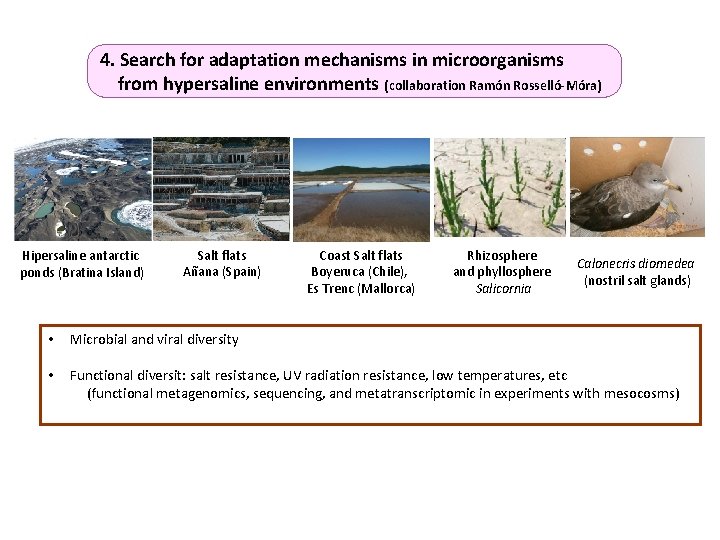 4. Search for adaptation mechanisms in microorganisms from hypersaline environments (collaboration Ramón Rosselló-Móra) Hipersaline