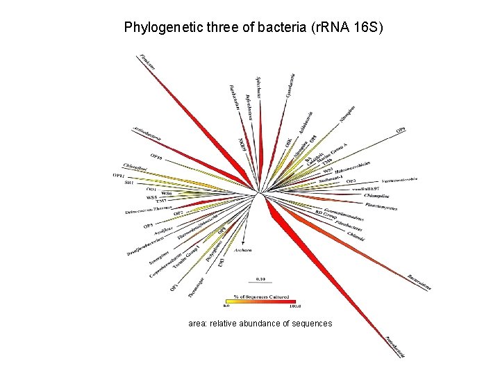 Phylogenetic three of bacteria (r. RNA 16 S) area: relative abundance of sequences 