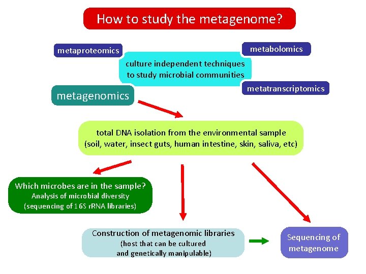 How to study the metagenome? metabolomics metaproteomics culture independent techniques to study microbial communities