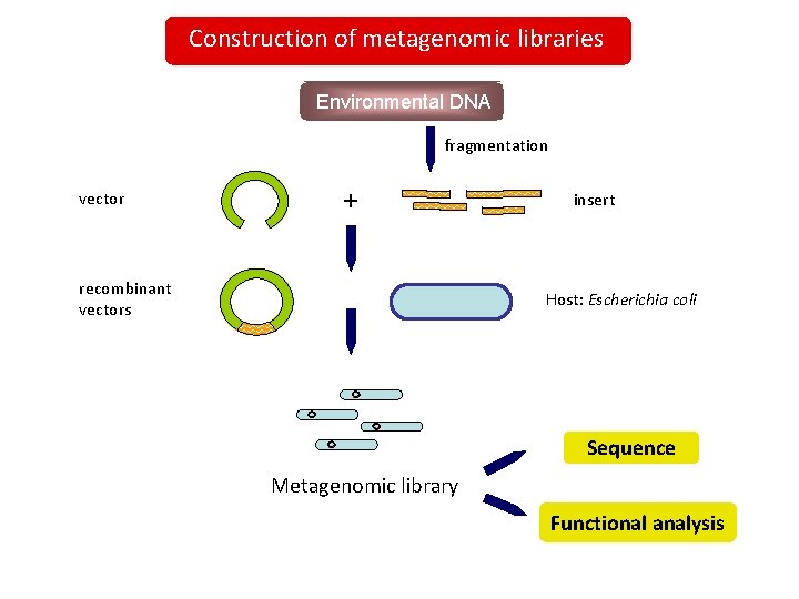 Construction of metagenomic libraries Environmental DNA fragmentation vector + recombinant vectors insert Host: Escherichia