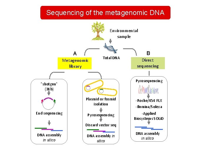 Sequencing of the metagenomic DNA Environmental sample A Metagenomic library Total DNA Direct sequencing