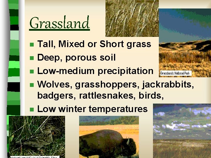 Grassland n n n Tall, Mixed or Short grass Deep, porous soil Low-medium precipitation Grassland n n n Tall, Mixed or Short grass Deep, porous soil Low-medium precipitation