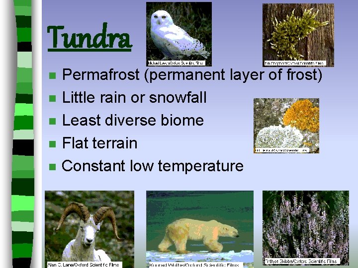 Tundra n n n Permafrost (permanent layer of frost) Little rain or snowfall Least Tundra n n n Permafrost (permanent layer of frost) Little rain or snowfall Least