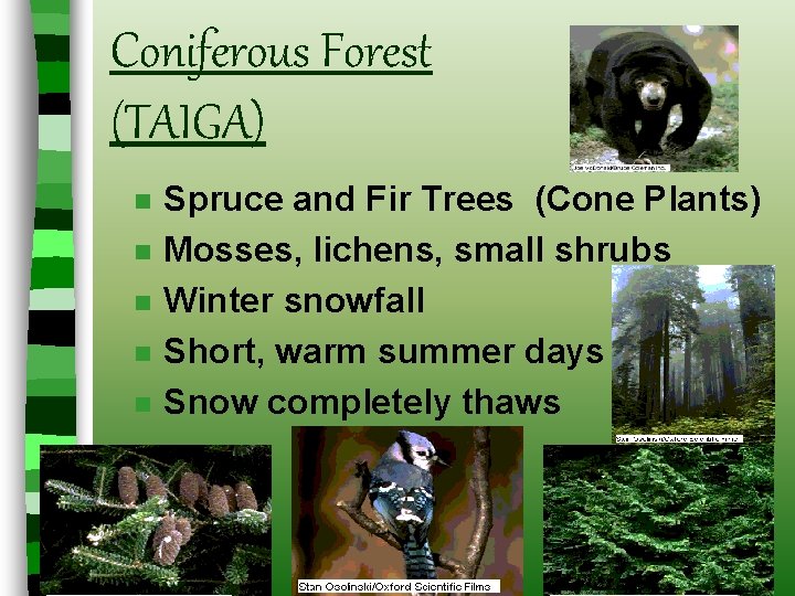 Coniferous Forest (TAIGA) n n n Spruce and Fir Trees (Cone Plants) Mosses, lichens, Coniferous Forest (TAIGA) n n n Spruce and Fir Trees (Cone Plants) Mosses, lichens,